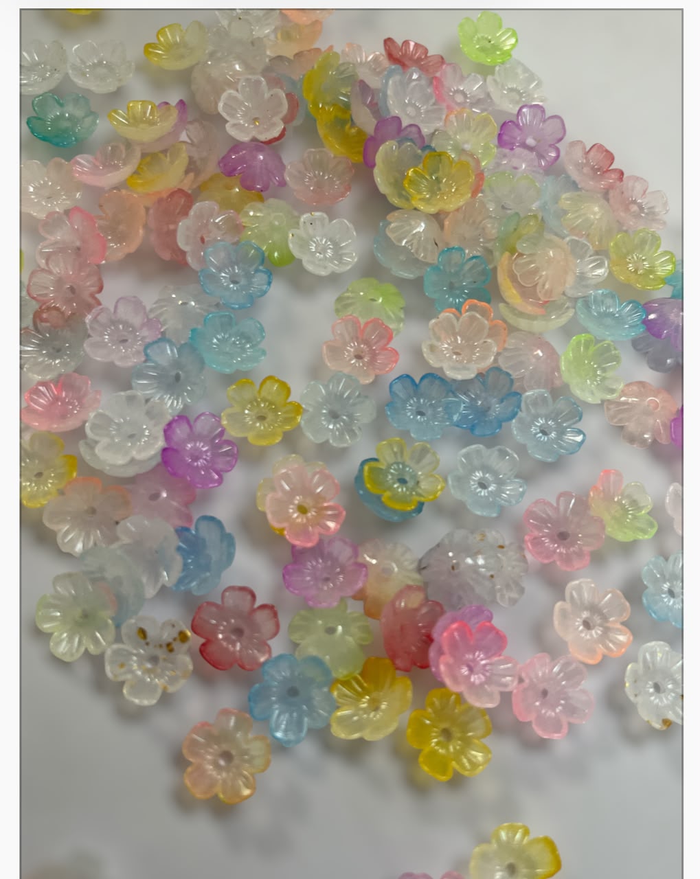 cup Flower -Multicolour